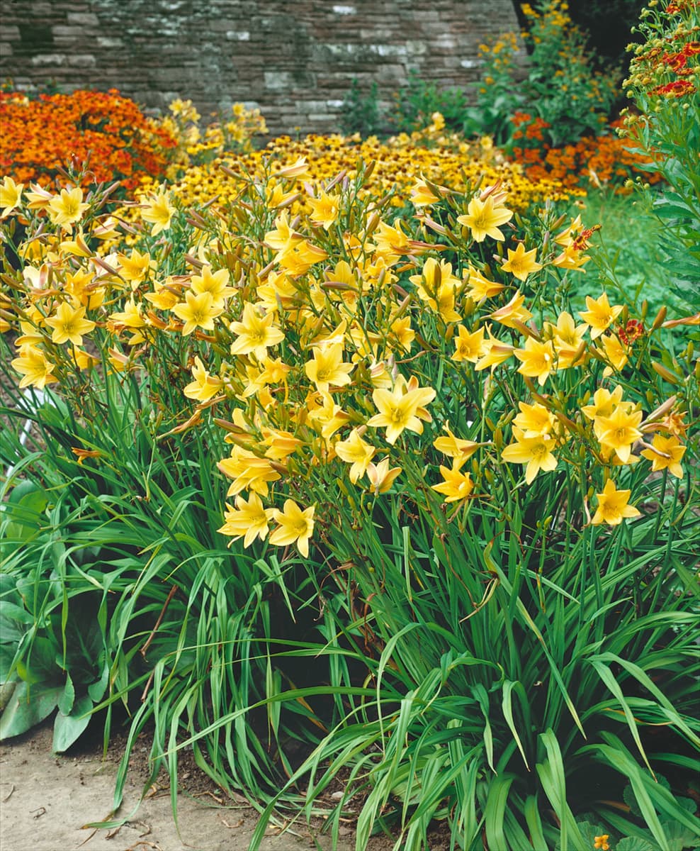 HEMEROCALLIS LEMON BELLS