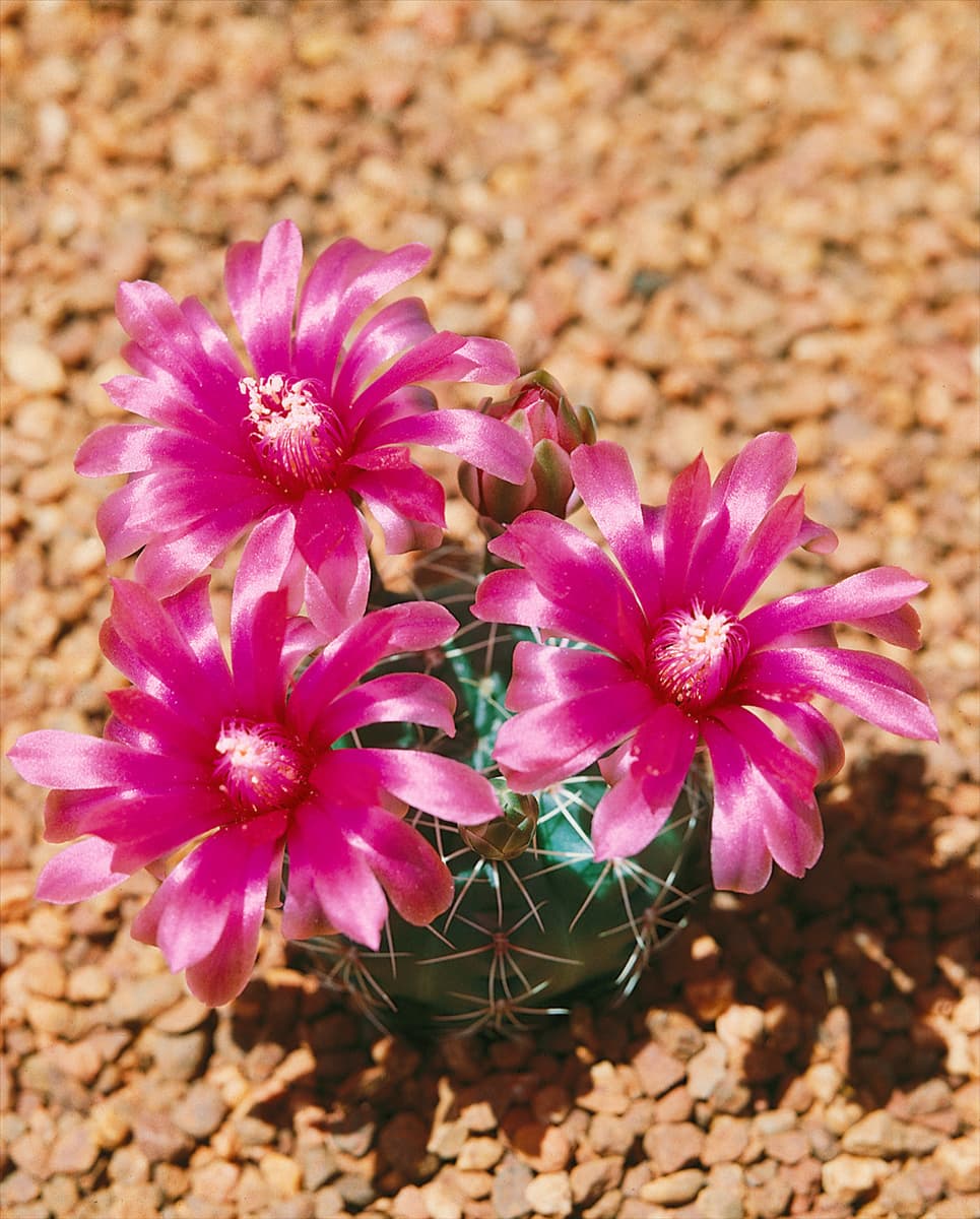 GYMNOCALYCIUM BALDIANUM