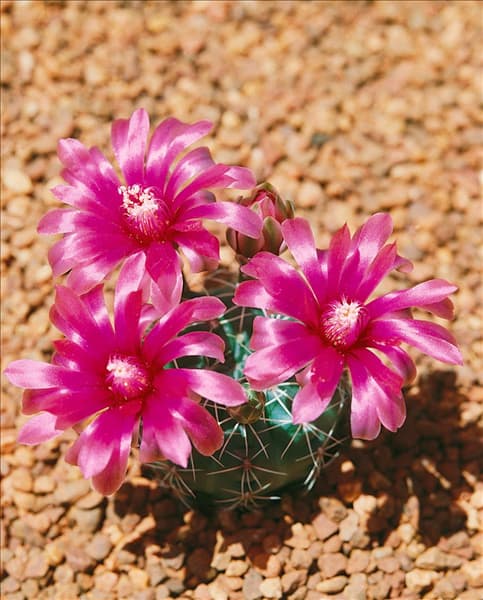 Gymnocalycium