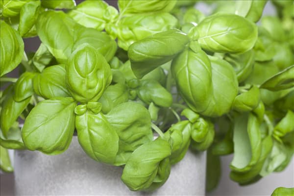 Ocimum basilicum