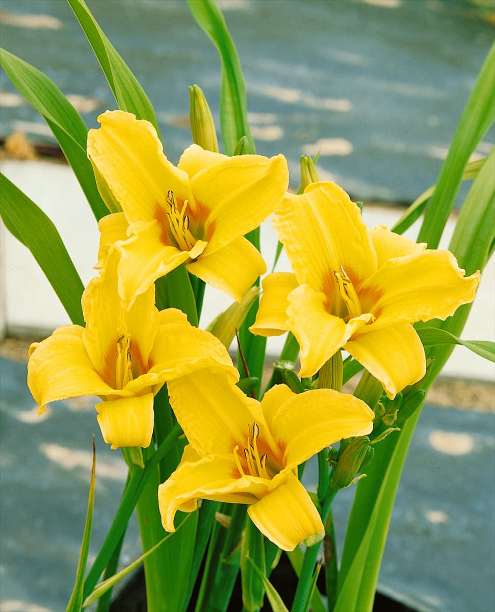 HEMEROCALLIS MIKADO