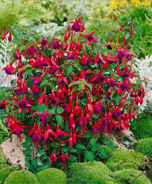 Fuchsia magellanica 'Mrs. Popple'