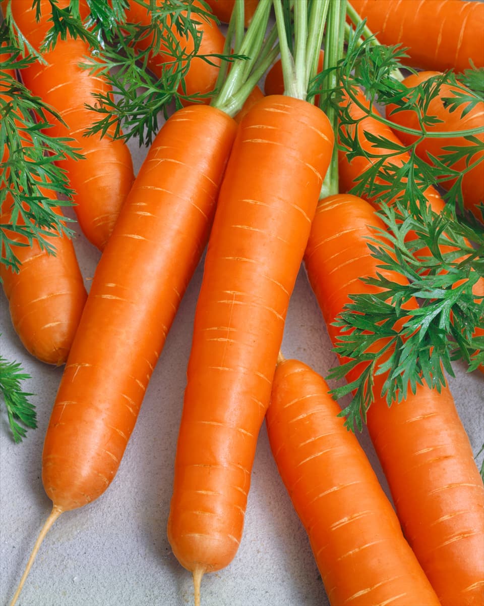 Daucus carota Rouge de la Halle
