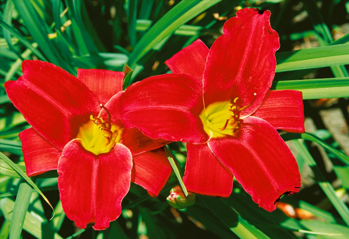 Hemerocallis Baltimore Oriole