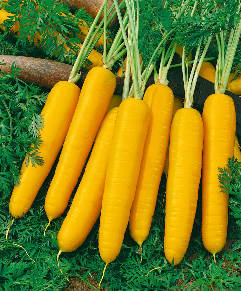 Daucus carota, gelb