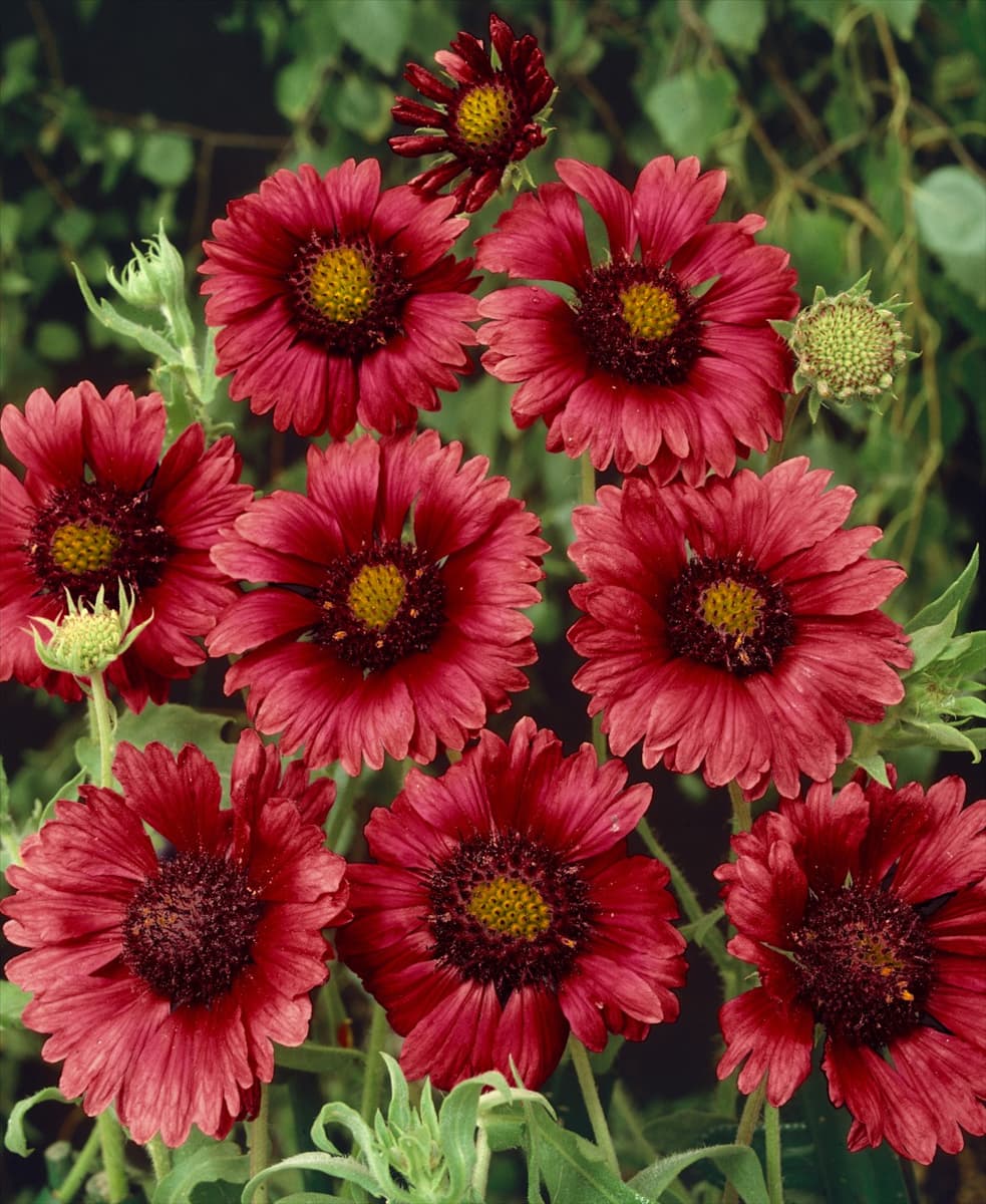 Gaillardia Sunburst Burgundy Silk