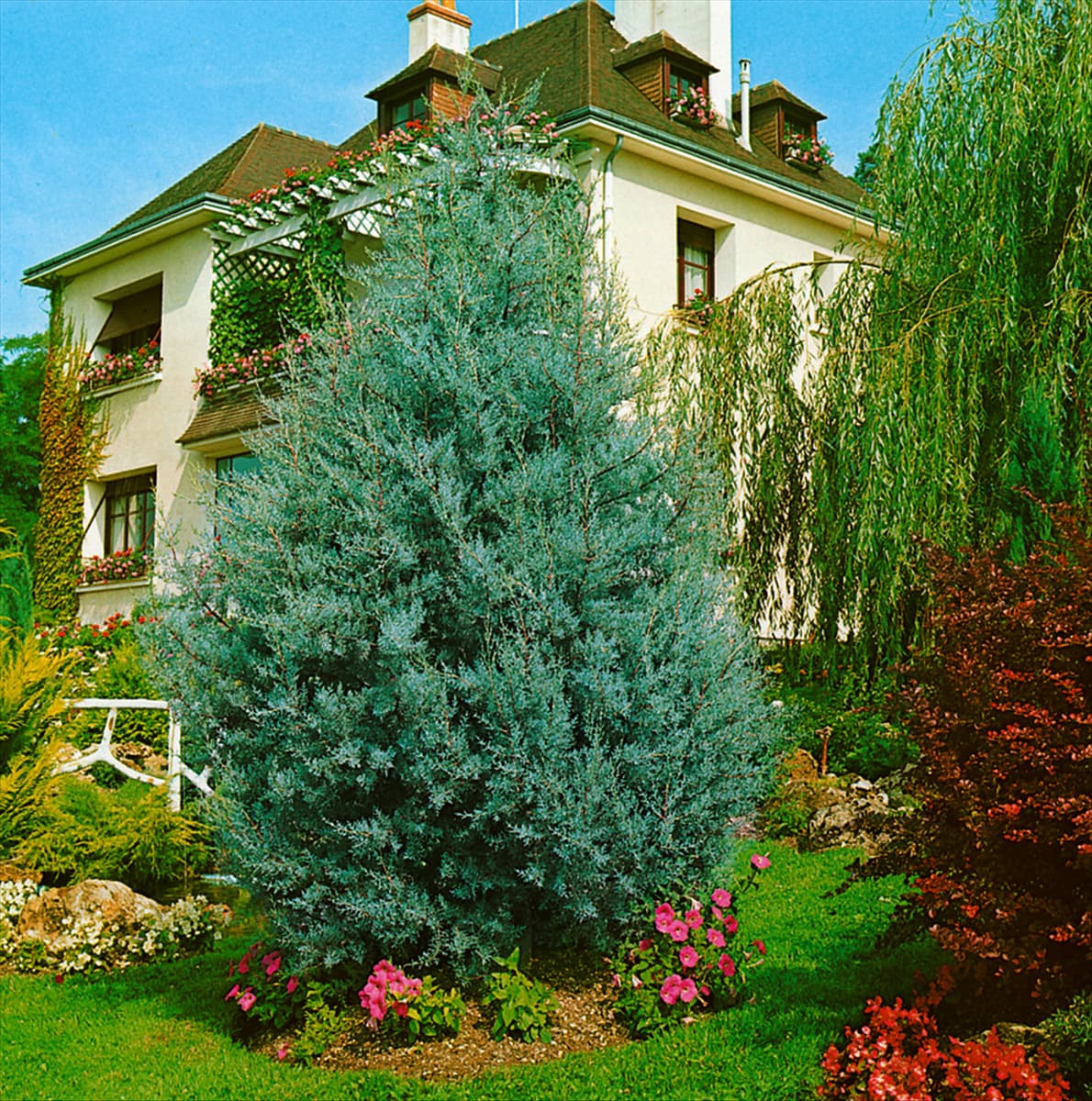 Cupressus arizonica Glauca