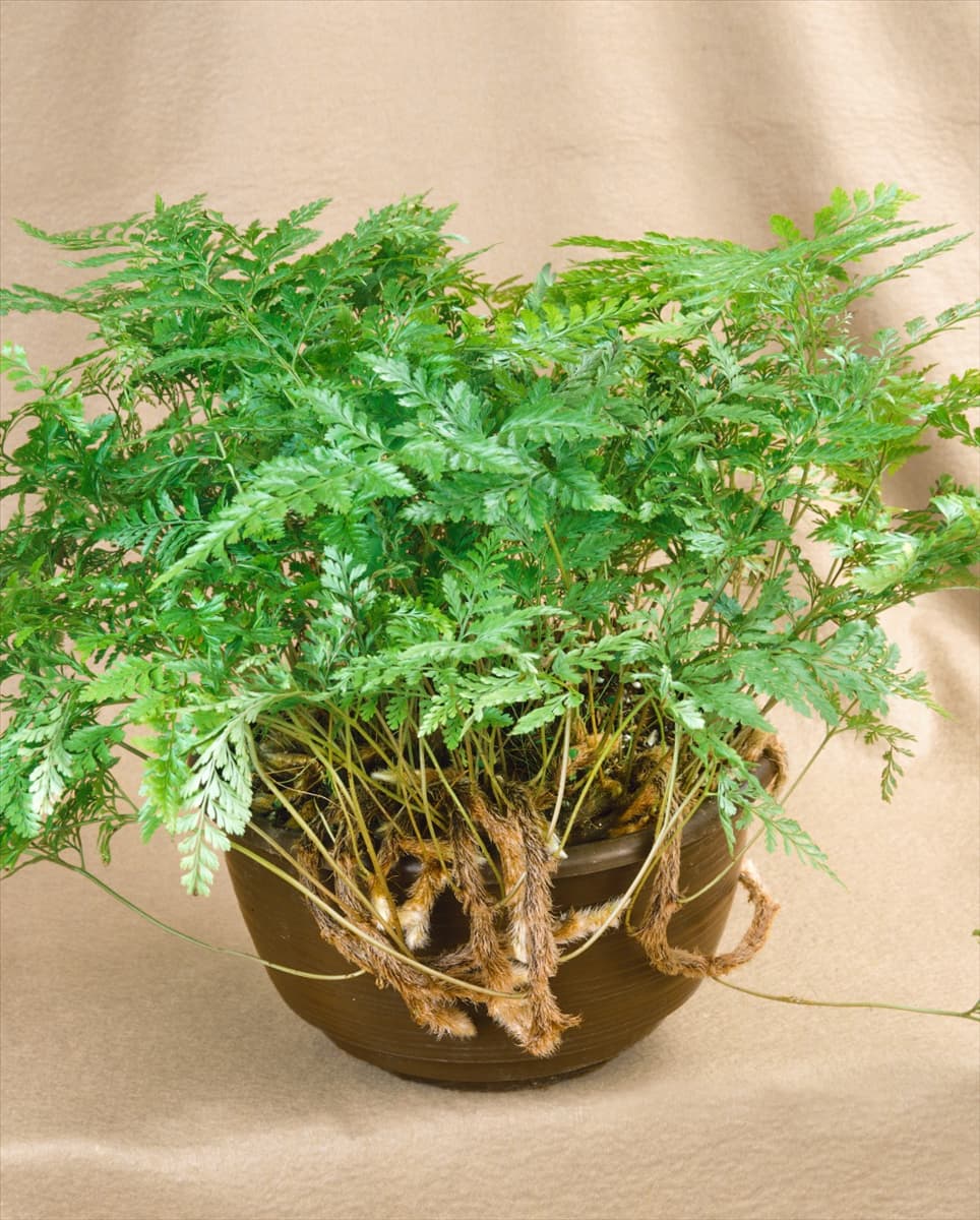 DAVALLIA HARE'S FOOT / FERN / FARN