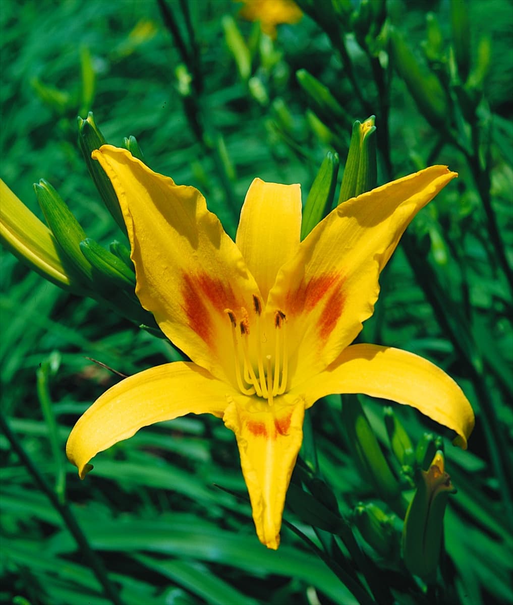 HEMEROCALLIS SINGAPORE