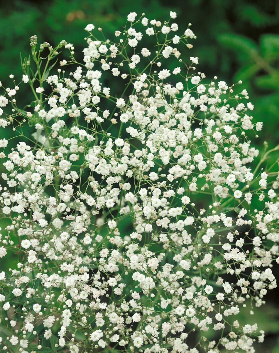 GYPSOPHILA PANICULATA