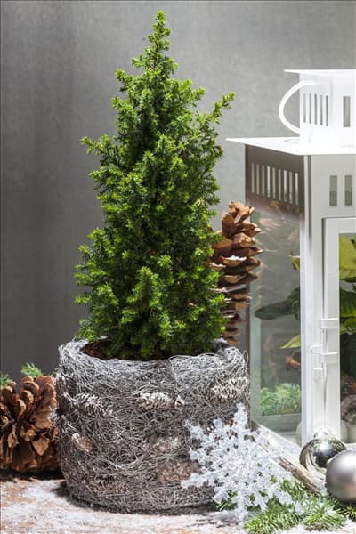 Chamaecyparis thyoides 'Top Point'