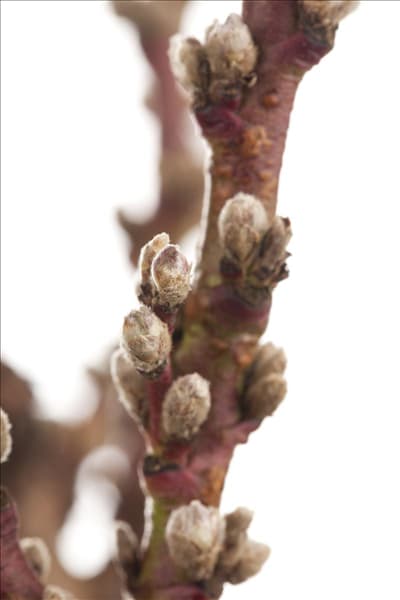 Prunus persica