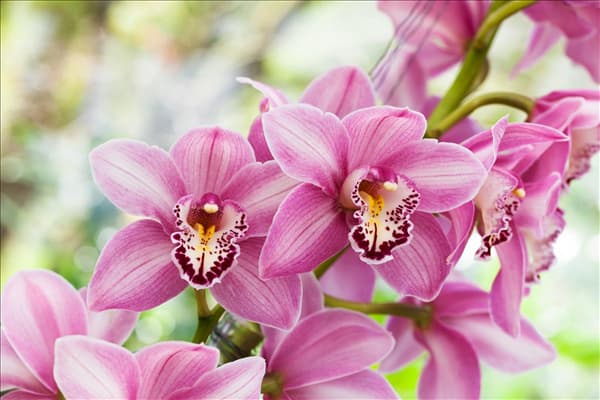 Cymbidium