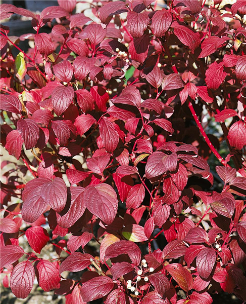 Cornus alba 'Baton Rouge'®