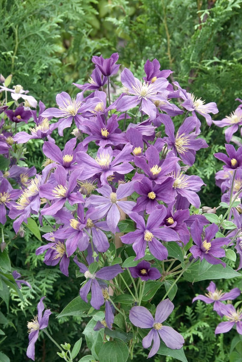 Clematis integrifolia Arabella