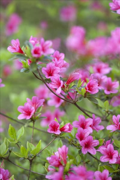 Rhododendron obtusum 'Silvester'