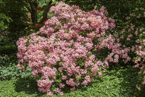 Rhododendron 'Beauté de Flandre'