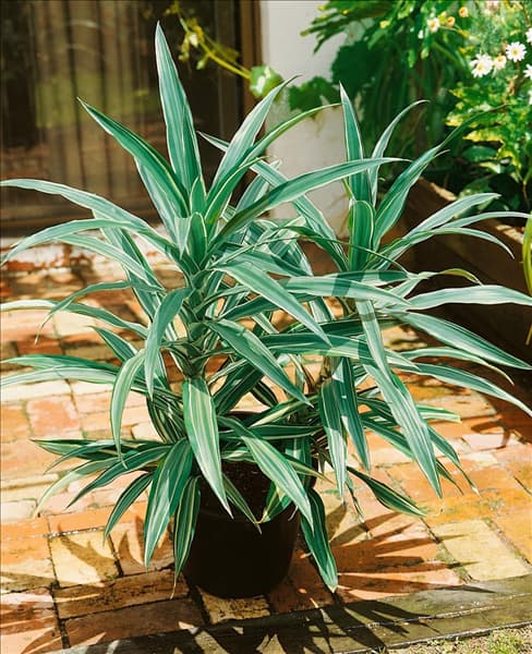 Dracaena deremensis 'Warneckii'