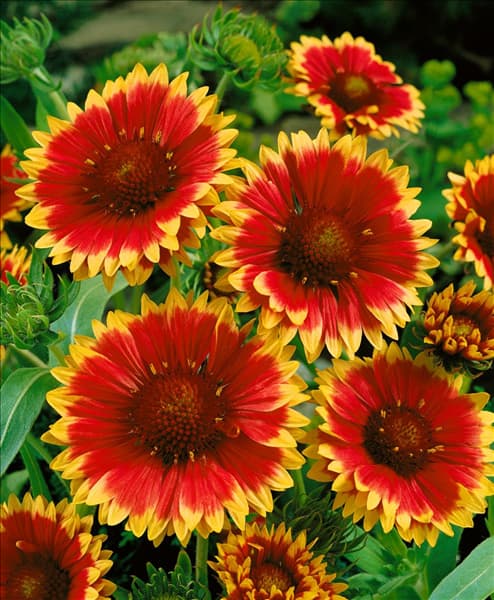 Gaillardia x grandiflora 'Dazzler'