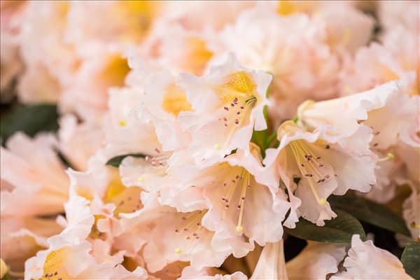 Rhododendron 'Gloria'
