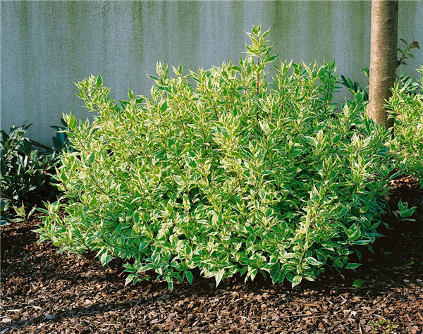 Cornus alba 'Ivory Halo'®