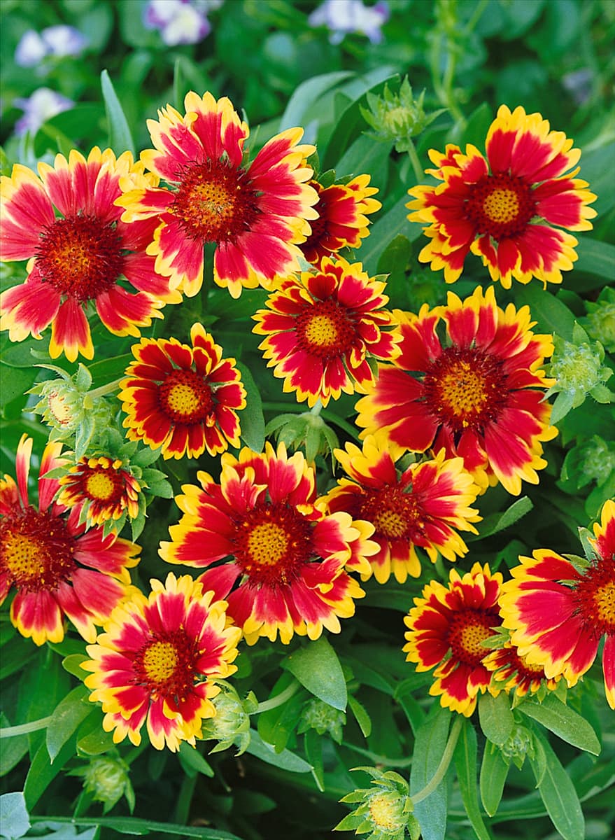 Gaillardia x grandiflora Kobold