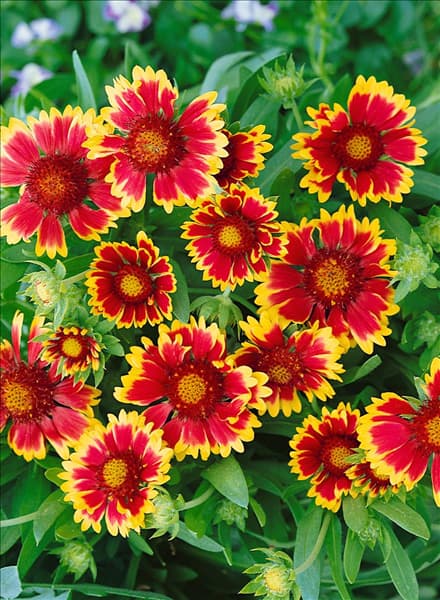Gaillardia x grandiflora 'Kobold'