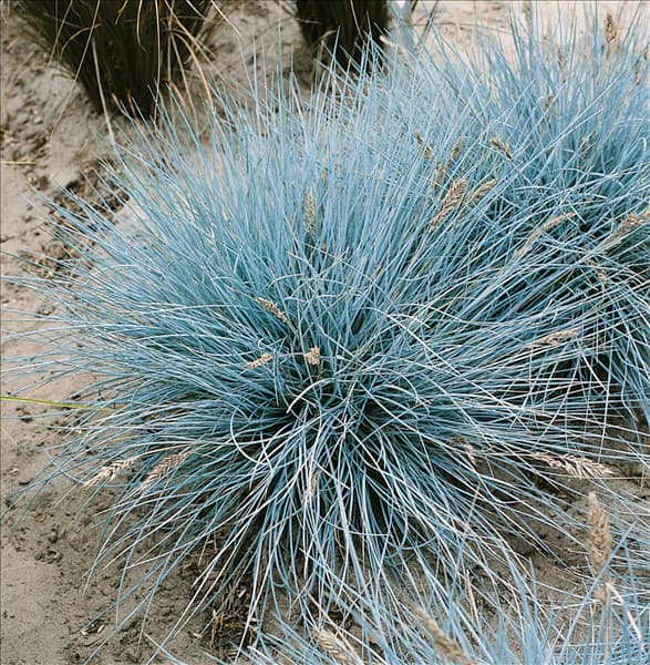 Festuca cinerea 'Uchte'