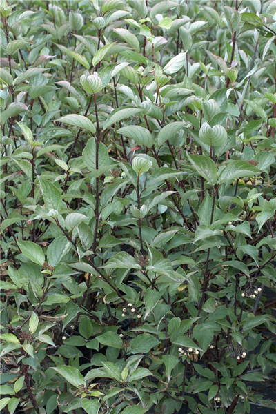 Cornus alba 'Kesselringii'