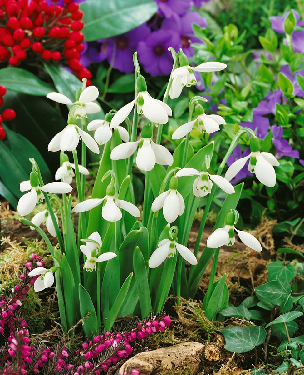 Galanthus elwesii