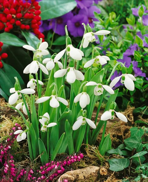 Galanthus elwesii