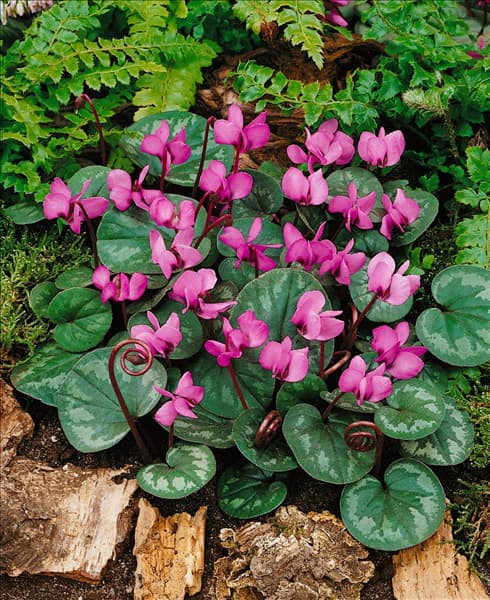Cyclamen coum 'Roseum'