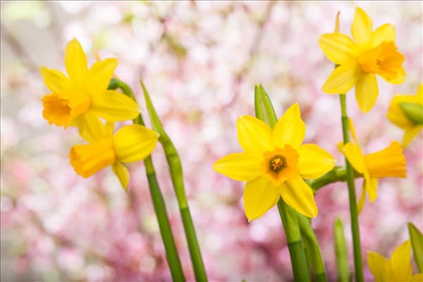 Narcissus