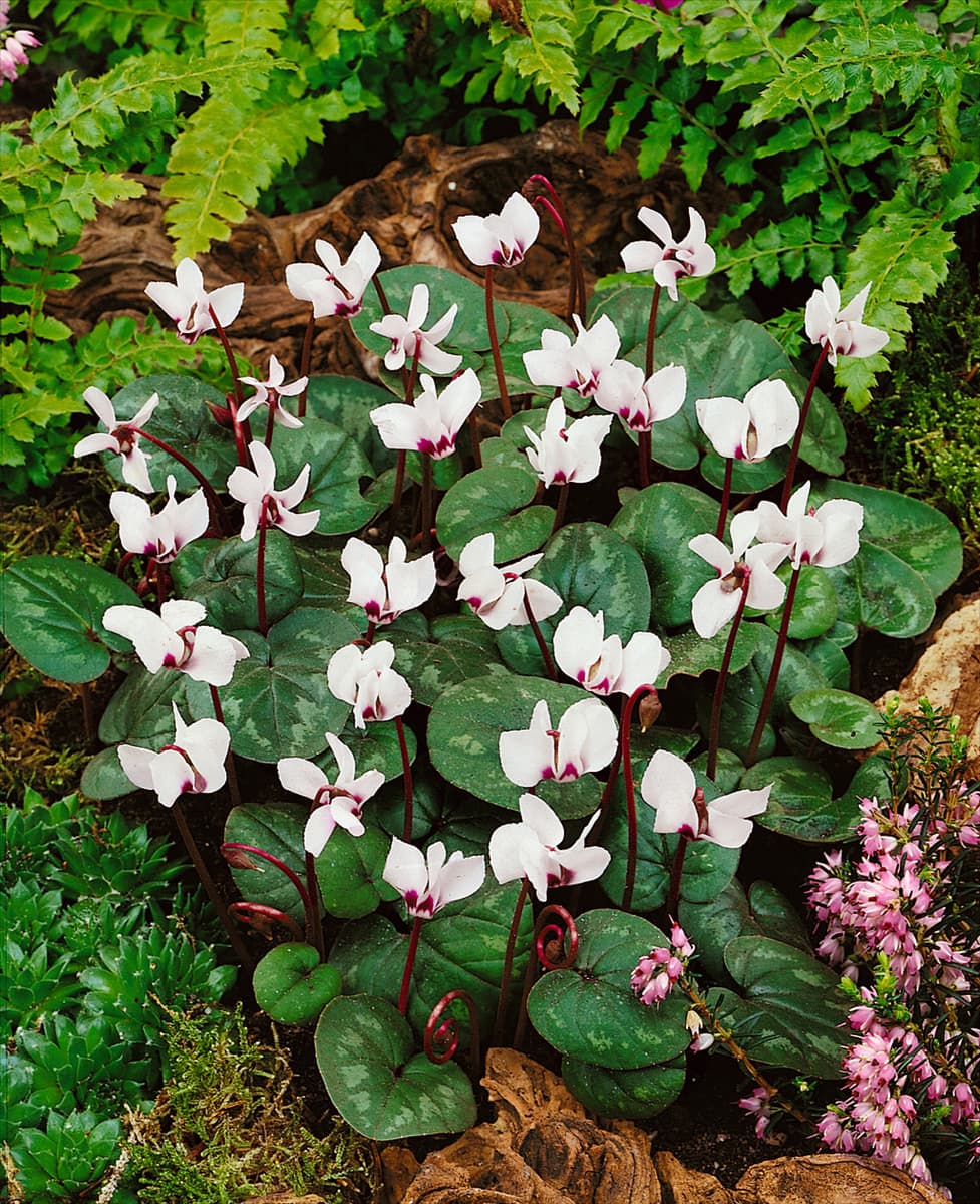 Cyclamen coum Album