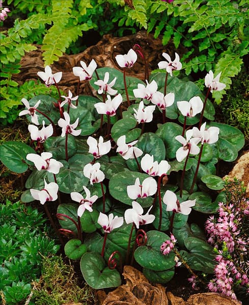 Cyclamen coum 'Album'