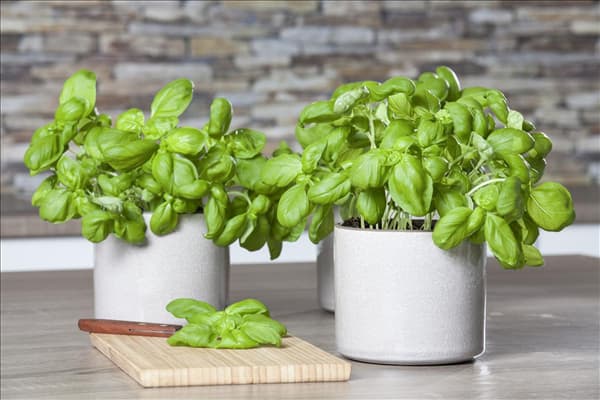 Ocimum basilicum