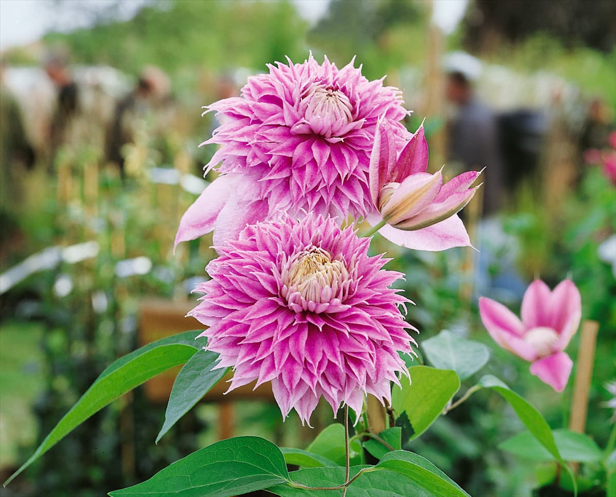 Clematis Josephine (R)