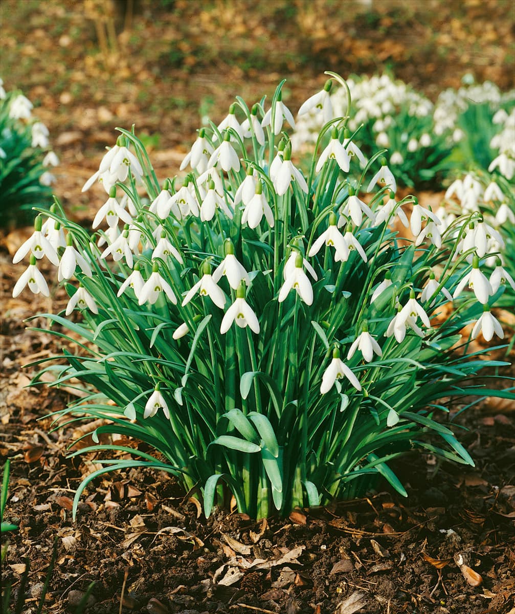 Galanthus nivalis