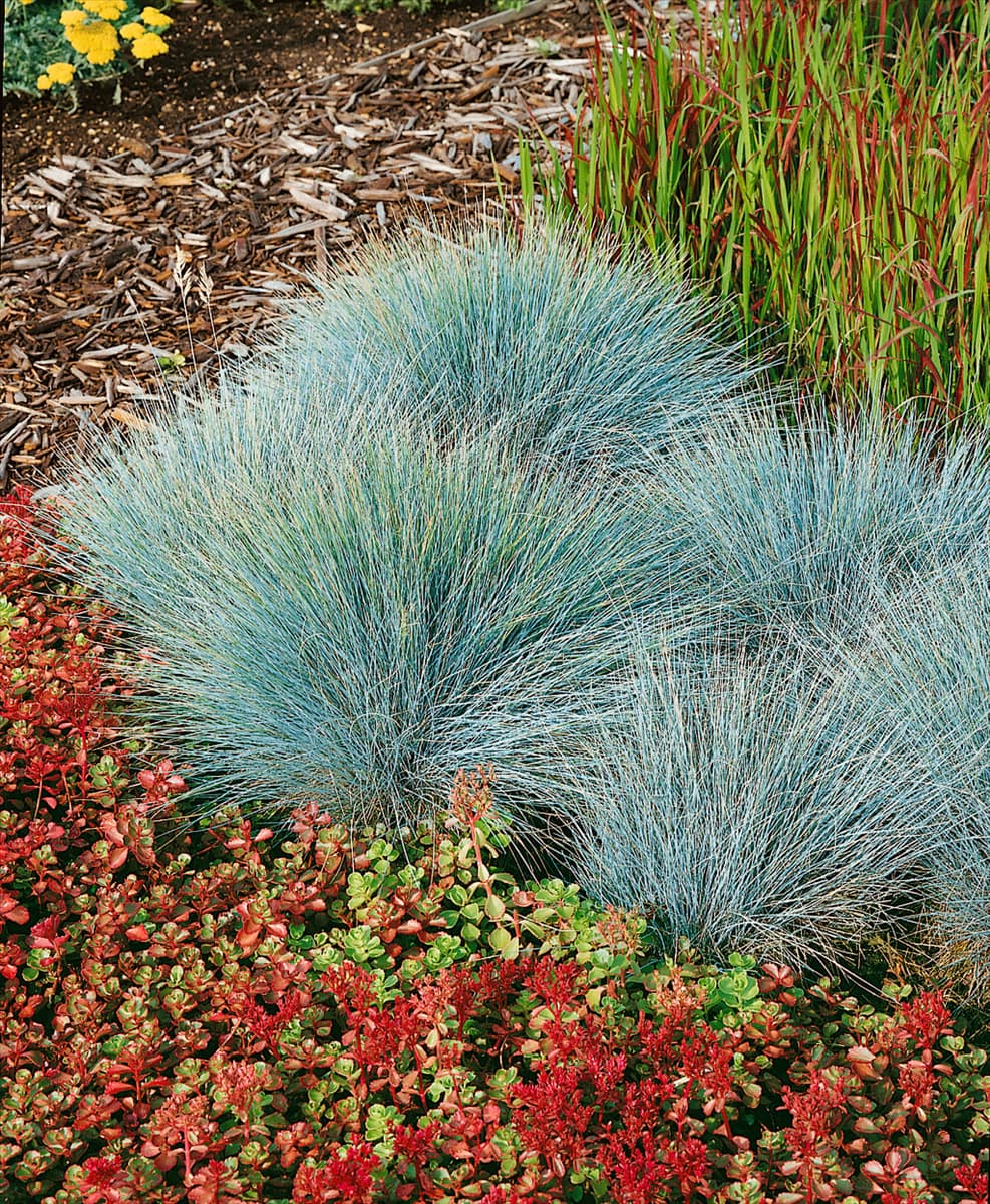 Festuca glauca Elijah Blue