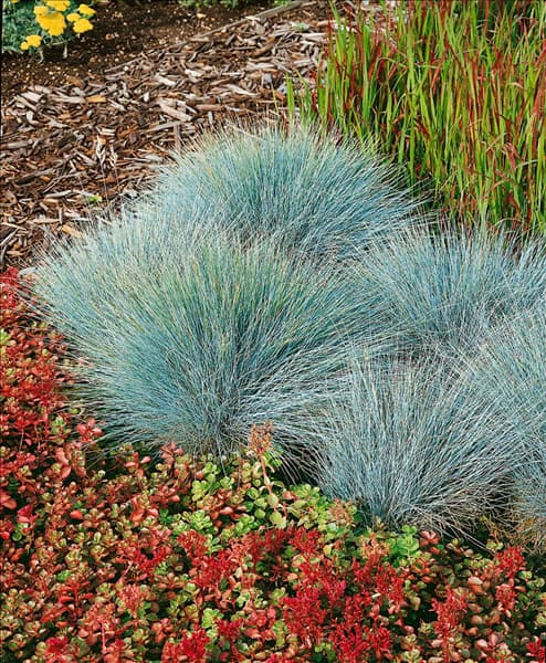 Festuca glauca 'Elijah Blue'