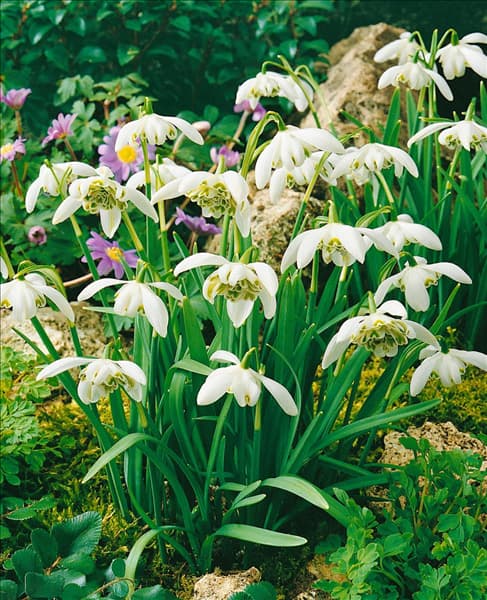 Galanthus nivalis 'Flore Pleno'