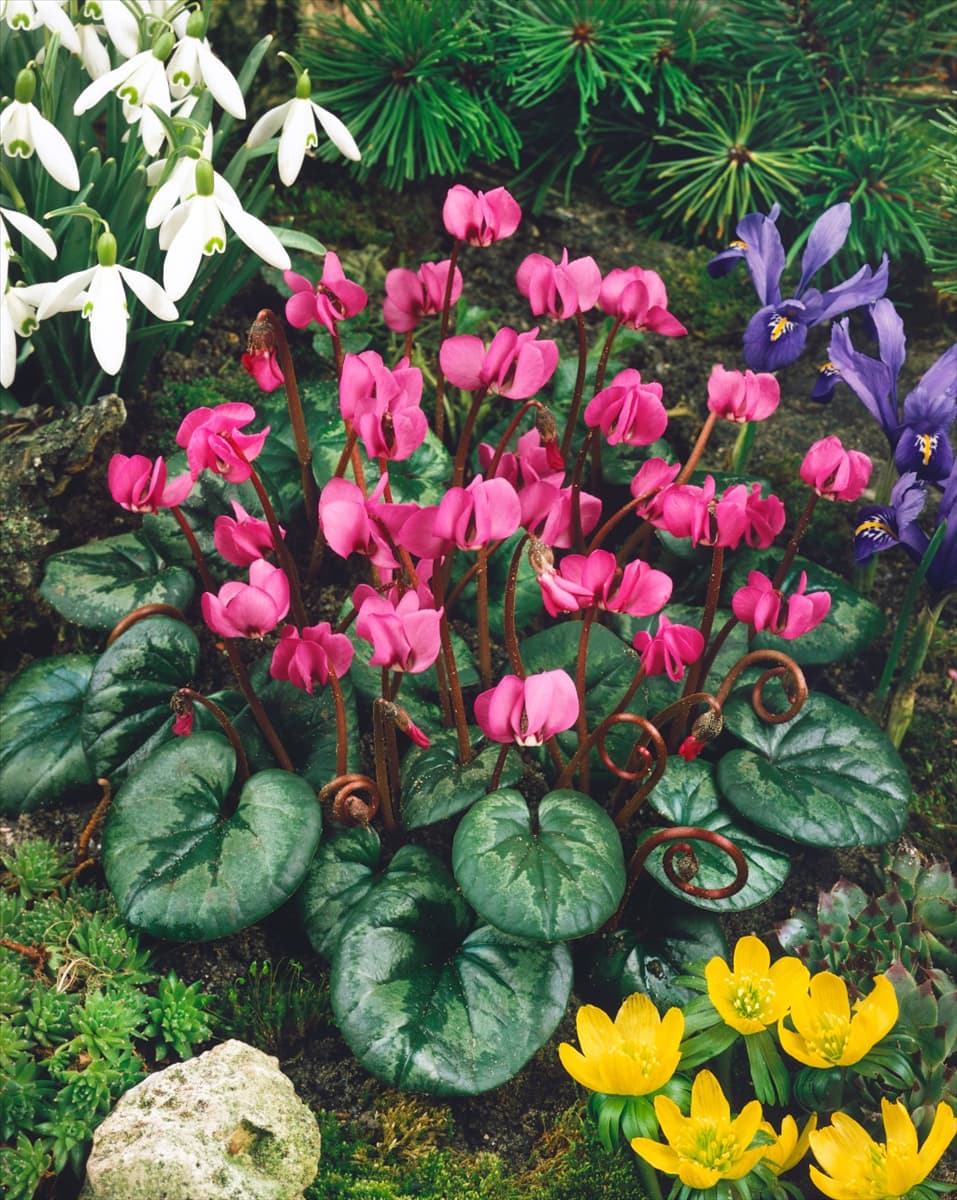 Cyclamen coum Roseum