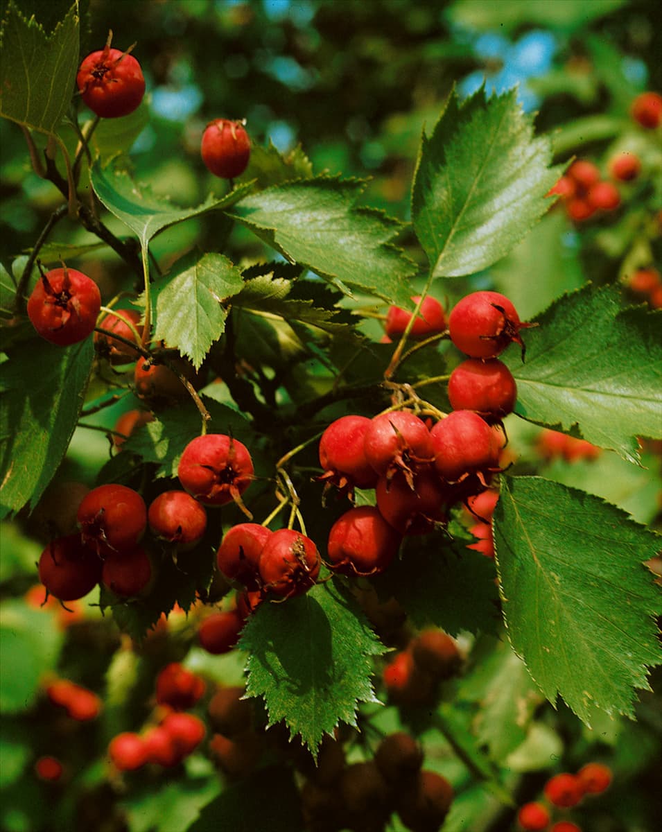 CRATAEGUS COCCINEA