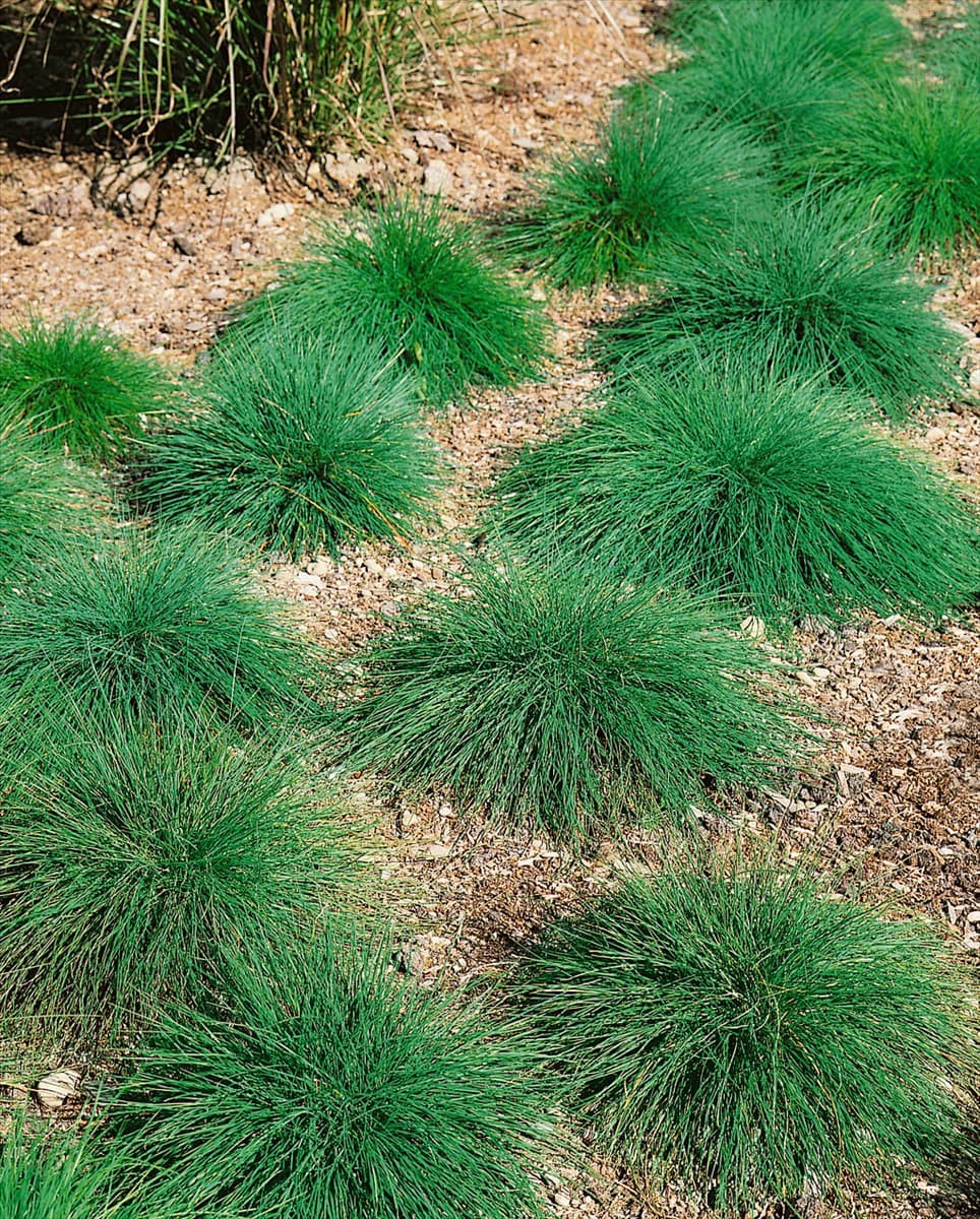 FESTUCA OVINA