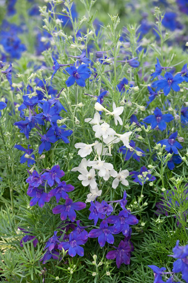 Delphinium grandiflorum Summer Night & Summer Stars
