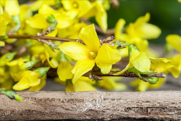 Forsythia