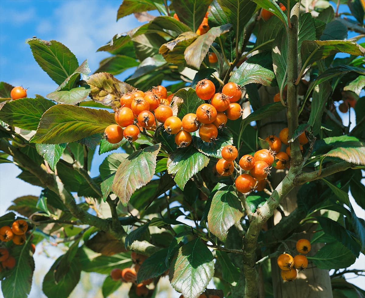 Crataegus crus-galli