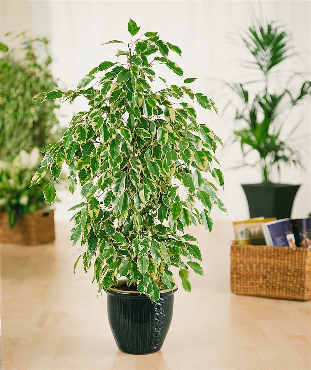 Ficus benjamina Exotica