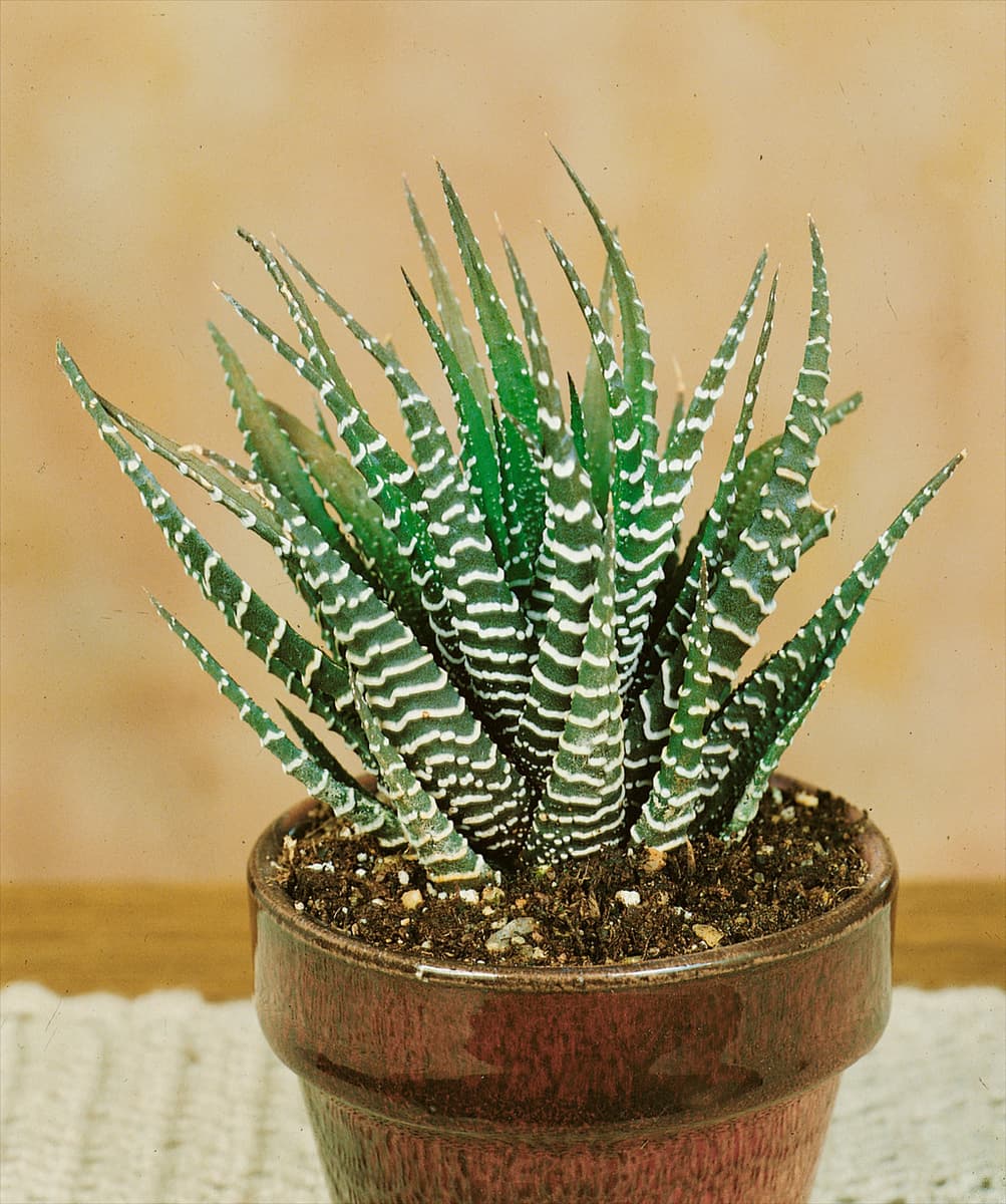HAWORTHIA