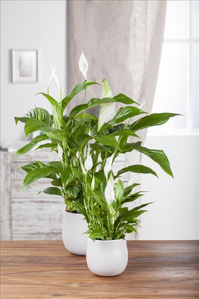 Spathiphyllum floribundum